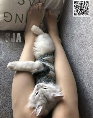 魔法少女动漫免费观看